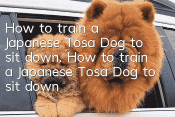 How to train a Japanese Tosa Dog to sit down. How to train a Japanese Tosa Dog to sit down.