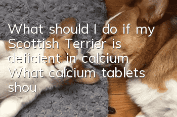 What should I do if my Scottish Terrier is deficient in calcium? What calcium tablets should I take if my Scottish Terrier is deficient in calcium?