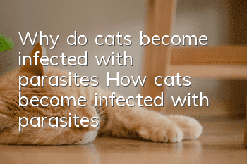 Why do cats become infected with parasites? How cats become infected with parasites