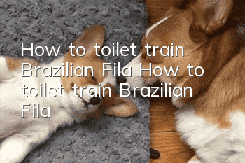 How to toilet train Brazilian Fila? How to toilet train Brazilian Fila?