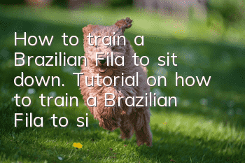 How to train a Brazilian Fila to sit down. Tutorial on how to train a Brazilian Fila to sit down.