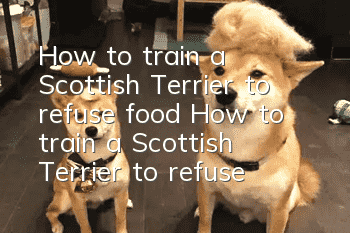 How to train a Scottish Terrier to refuse food? How to train a Scottish Terrier to refuse food?