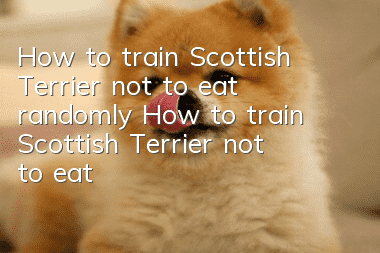 How to train Scottish Terrier not to eat randomly How to train Scottish Terrier not to eat randomly
