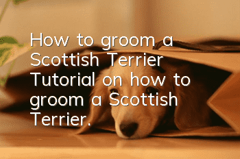 How to groom a Scottish Terrier? Tutorial on how to groom a Scottish Terrier.