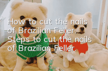 How to cut the nails of Brazilian Feller. Steps to cut the nails of Brazilian Feller.