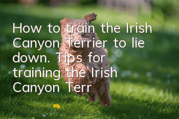 How to train the Irish Canyon Terrier to lie down. Tips for training the Irish Canyon Terrier to lie down.