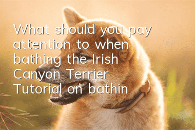 What should you pay attention to when bathing the Irish Canyon Terrier? Tutorial on bathing the Irish Canyon Terrier