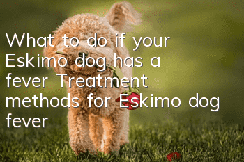 What to do if your Eskimo dog has a fever? Treatment methods for Eskimo dog fever