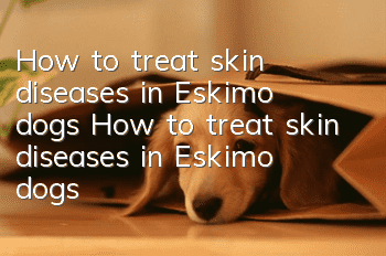 How to treat skin diseases in Eskimo dogs How to treat skin diseases in Eskimo dogs