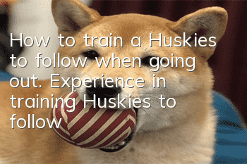 How to train a Huskies to follow when going out. Experience in training Huskies to follow when going out.