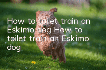 How to toilet train an Eskimo dog How to toilet train an Eskimo dog