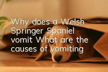 Why does a Welsh Springer Spaniel vomit? What are the causes of vomiting?