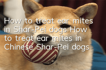How to treat ear mites in Shar-Pei dogs? How to treat ear mites in Chinese Shar-Pei dogs?