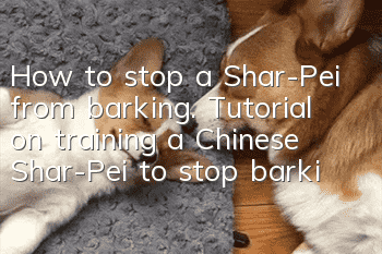How to stop a Shar-Pei from barking. Tutorial on training a Chinese Shar-Pei to stop barking.