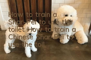 How to train a Shar-Pei to use the toilet? How to train a Chinese Shar-Pei to use the toilet at a fixed location?