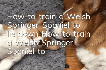 How to train a Welsh Springer Spaniel to lie down How to train a Welsh Springer Spaniel to lie down