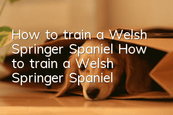 How to train a Welsh Springer Spaniel How to train a Welsh Springer Spaniel