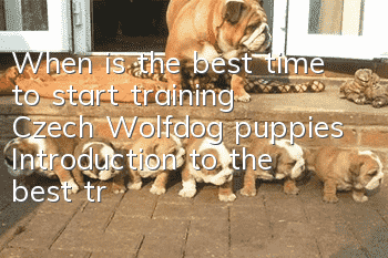 When is the best time to start training Czech Wolfdog puppies? Introduction to the best training time