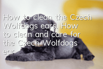How to clean the Czech Wolfdog’s ears. How to clean and care for the Czech Wolfdog’s ears.