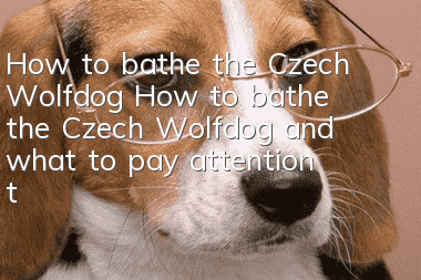How to bathe the Czech Wolfdog? How to bathe the Czech Wolfdog and what to pay attention to