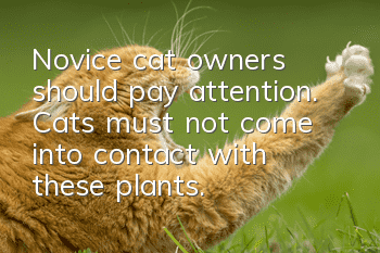 Novice cat owners should pay attention. Cats must not come into contact with these plants.