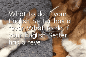 What to do if your English Setter has a fever What to do if your English Setter has a fever