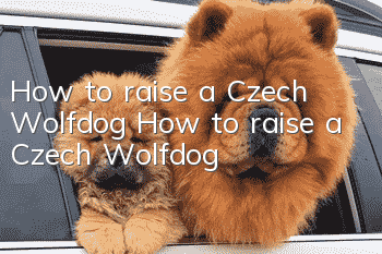How to raise a Czech Wolfdog How to raise a Czech Wolfdog