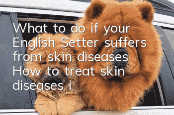 What to do if your English Setter suffers from skin diseases? How to treat skin diseases in your English Seter?