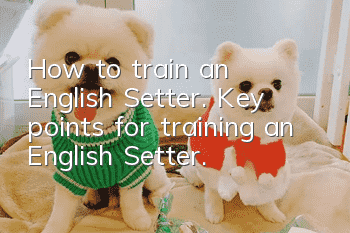 How to train an English Setter. Key points for training an English Setter.