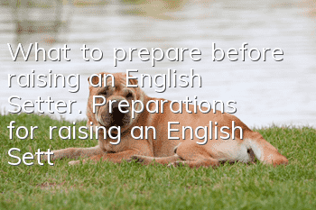 What to prepare before raising an English Setter. Preparations for raising an English Setter.