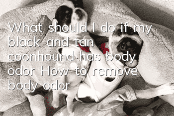 What should I do if my black and tan coonhound has body odor? How to remove body odor