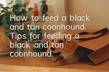 How to feed a black and tan coonhound. Tips for feeding a black and tan coonhound.