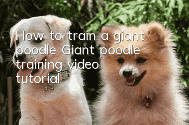 How to train a giant poodle Giant poodle training video tutorial