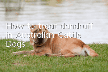 How to treat dandruff in Australian Cattle Dogs