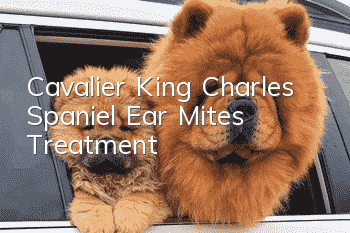 Cavalier King Charles Spaniel Ear Mites Treatment