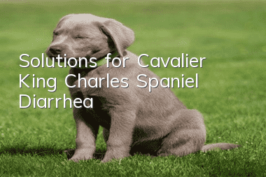 Solutions for Cavalier King Charles Spaniel Diarrhea