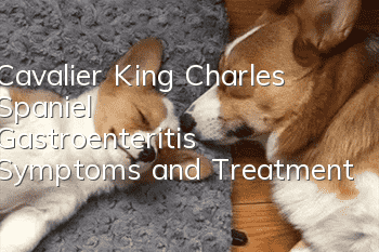 Cavalier King Charles Spaniel Gastroenteritis Symptoms and Treatment