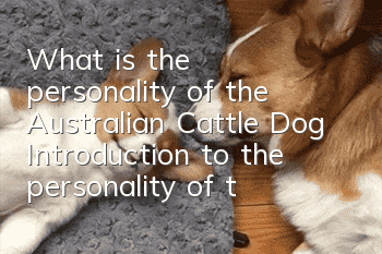 What is the personality of the Australian Cattle Dog? Introduction to the personality of the Australian Cattle Dog.