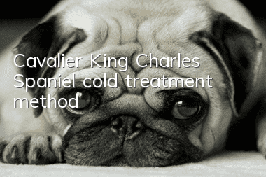 Cavalier King Charles Spaniel cold treatment method