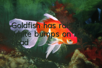 Goldfish has raised white bumps on its head
