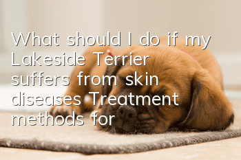 What should I do if my Lakeside Terrier suffers from skin diseases? Treatment methods for Lakeside Terrier skin diseases