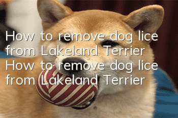 How to remove dog lice from Lakeland Terrier How to remove dog lice from Lakeland Terrier