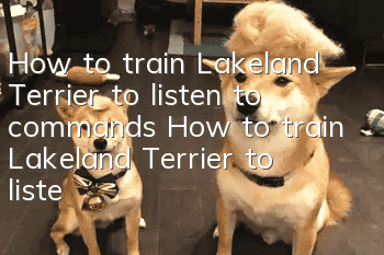 How to train Lakeland Terrier to listen to commands How to train Lakeland Terrier to listen to commands