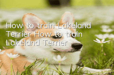 How to train Lakeland Terrier How to train Lakeland Terrier