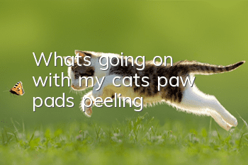 What's going on with my cat's paw pads peeling?