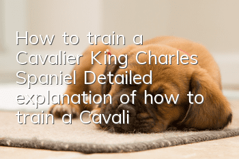 How to train a Cavalier King Charles Spaniel Detailed explanation of how to train a Cavalier King Charles Spaniel