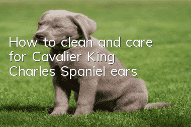 How to clean and care for Cavalier King Charles Spaniel ears