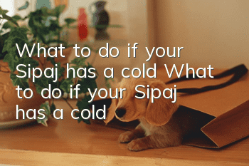 What to do if your Sipaj has a cold? What to do if your Sipaj has a cold?