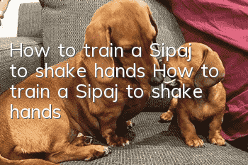 How to train a Sipaj to shake hands? How to train a Sipaj to shake hands?