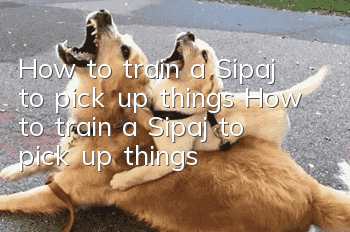 How to train a Sipaj to pick up things? How to train a Sipaj to pick up things?